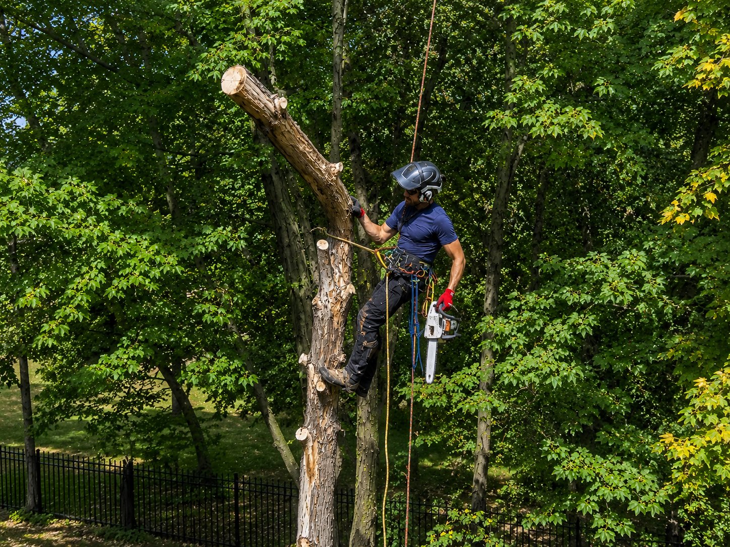 Certified arborist climbing and removing a tree in the Chippewa Valley