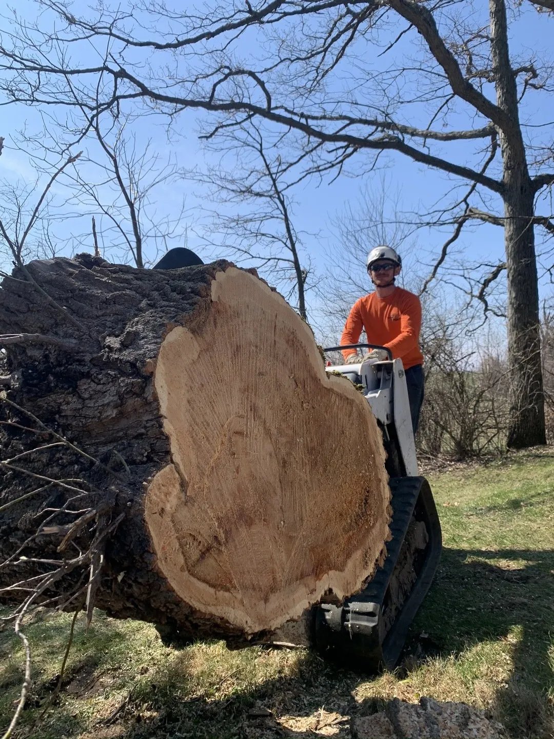 Wellner Arboriculture tree service project