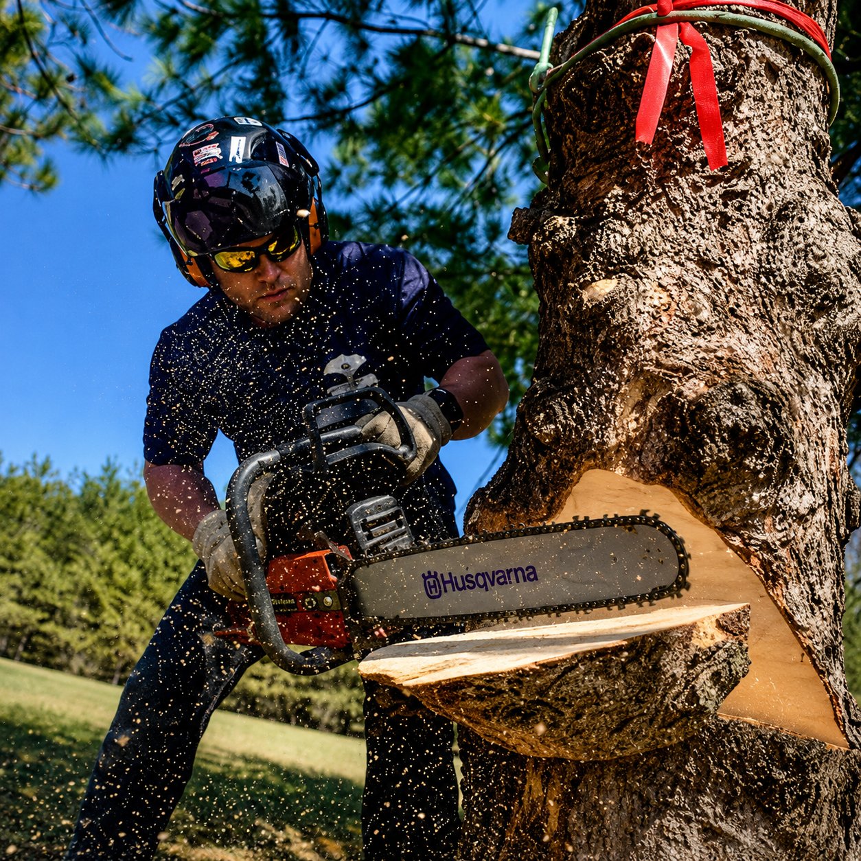 Arborist in a harness cutting a large oak limb